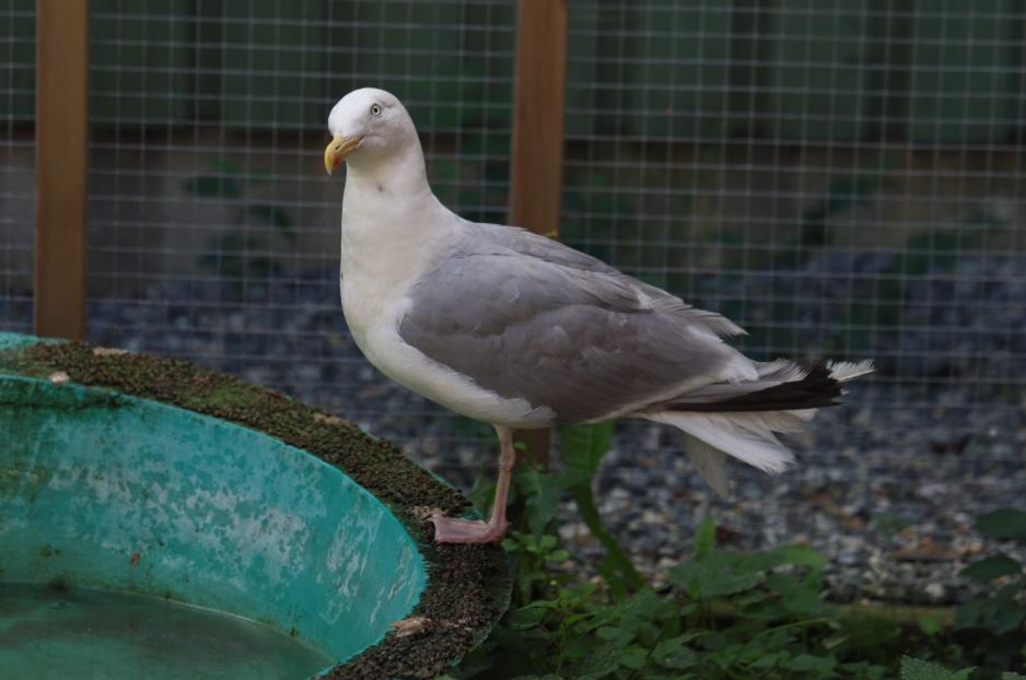 M&aring;ke med ett ben