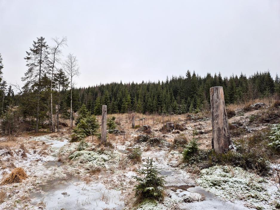 &Aring;pent omr&aring;de i skauen i Nordmarka. Viser et omr&aring;de hvor det er hugget mye tr&aelig;r.
