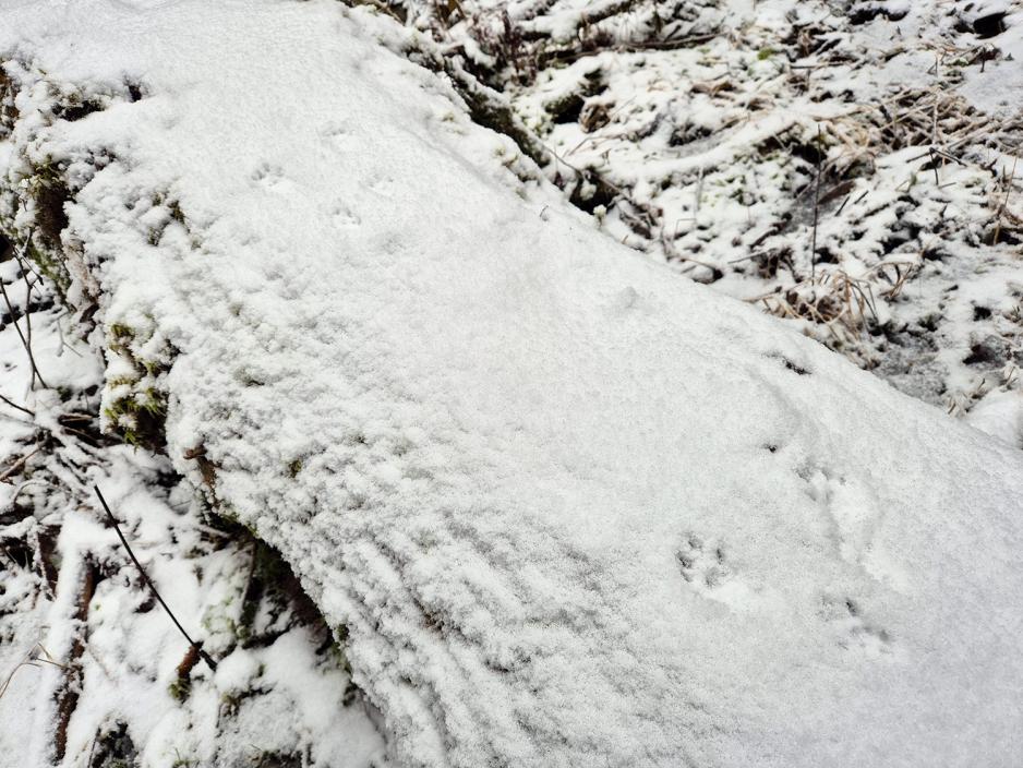 Dyrespor i sn&oslash;en. Ukjent hvilket dyr, men kan v&aelig;re m&aring;r eller r&oslash;yskatt.