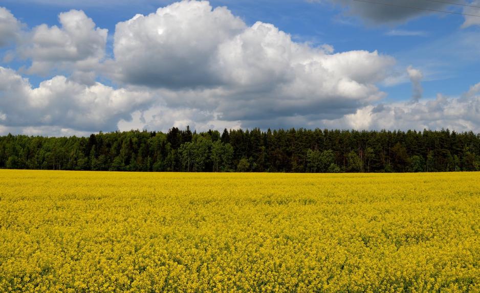 Raps&aring;ker i Hviterussland 