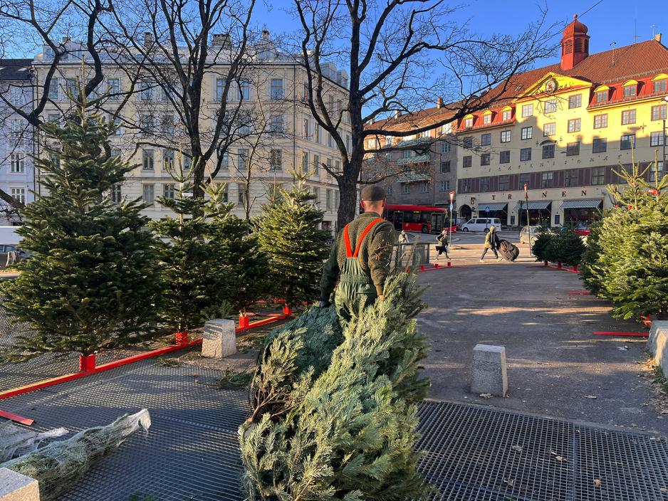 En ung mann drar to juletr&aelig;r etter seg. 