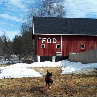 En hund kommer l&oslash;pende mot kamera foran g&aring;rden der FOD holder til