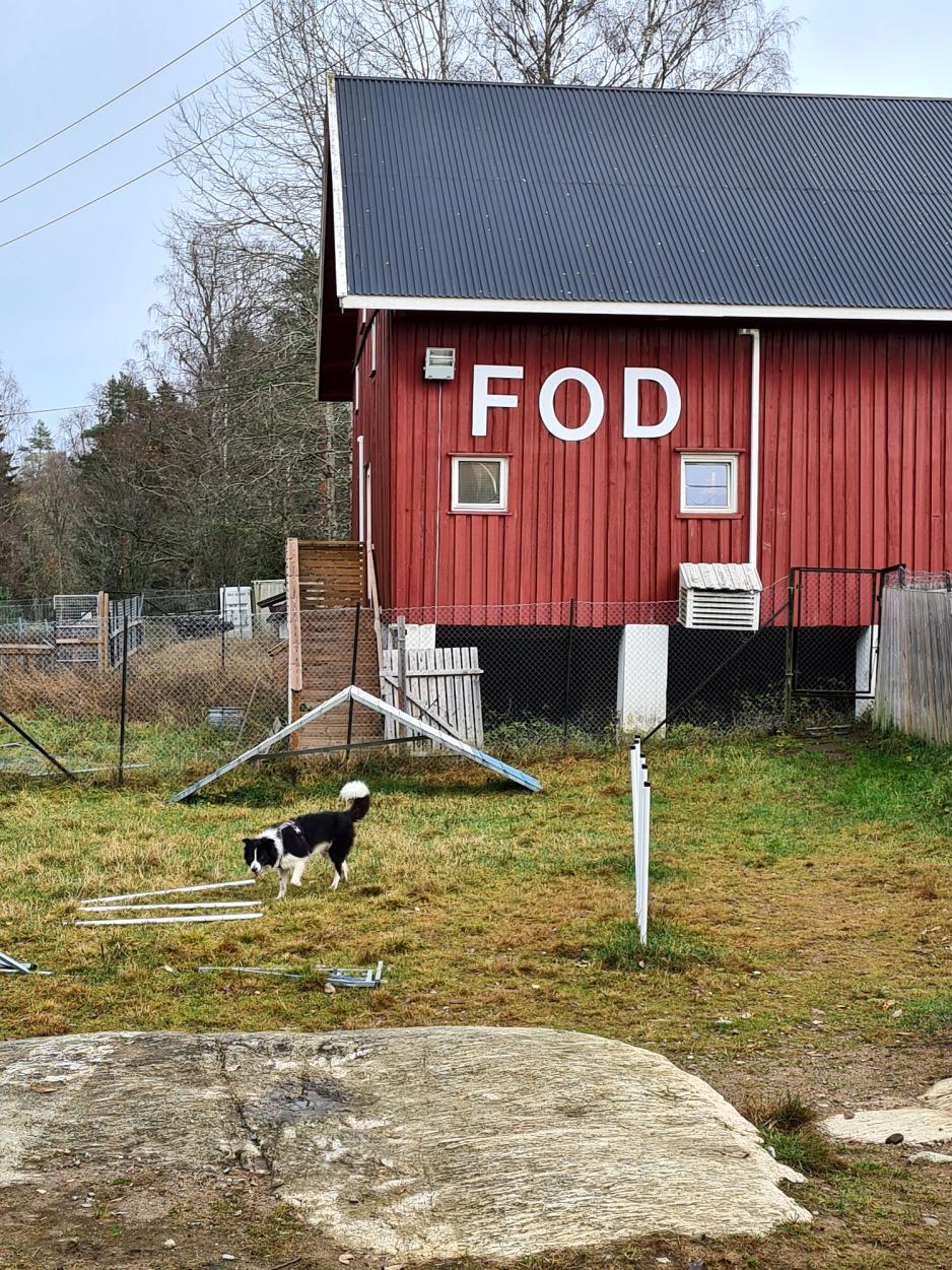 En hund p&aring; FOD-g&aring;rden