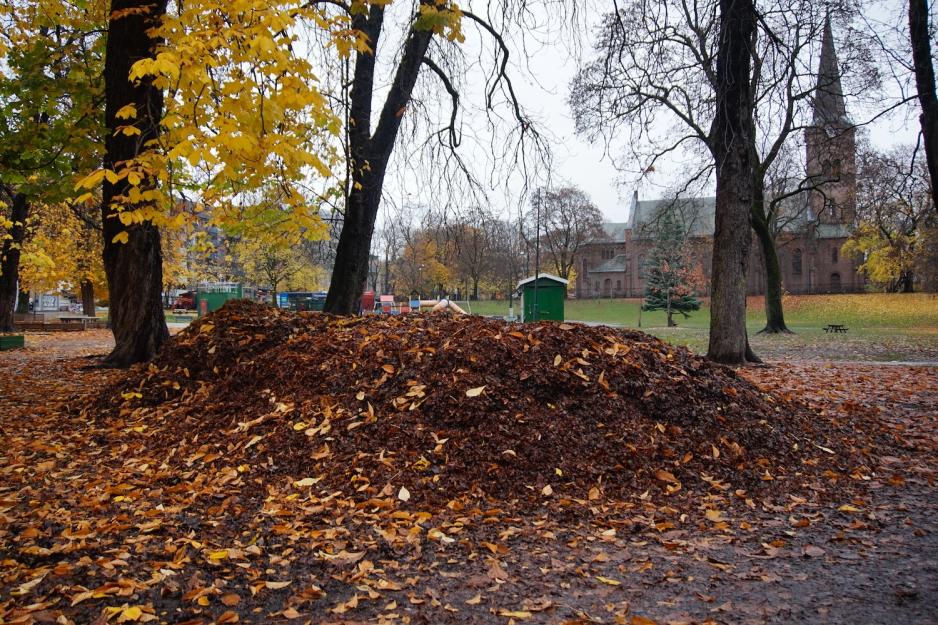 Bilde av en haug med l&oslash;v i Sofienbergparken. 