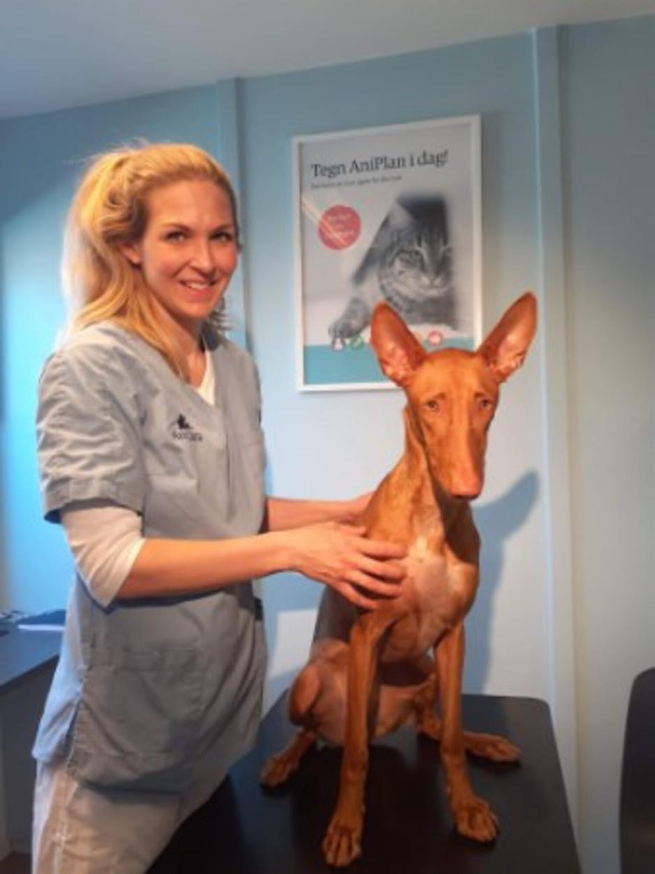 Veterin&aelig;r 