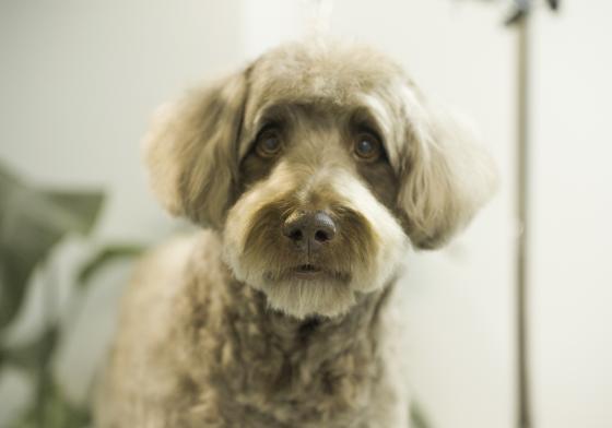 N&aelig;rportrett av en Golden Doodle etter vask og klipp
