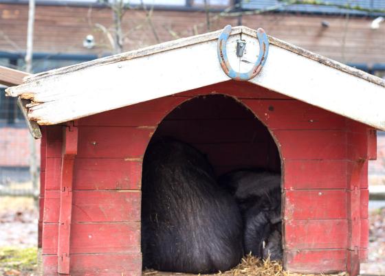 Peppa og Per Grynt i grisehuset sitt