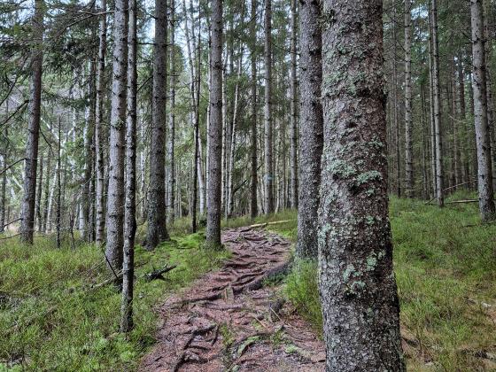 Bilde av en sti gjennom en skog.
