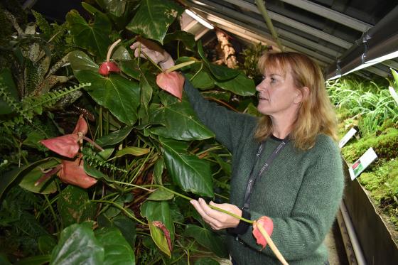 Sletten Bjor&aring; viser frem en flamingoblomst i drivhuset i botanisk hage 
