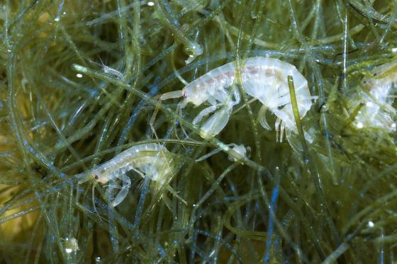 Sm&aring; plankton i havet oppholder seg inni mellom tang.
