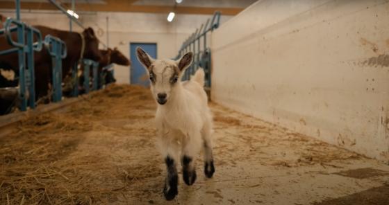 N&aelig;rbilde av en liten hvit geitekilling, liggende p&aring; en seng av h&oslash;y.