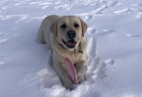 Rufus i sn&oslash;en.