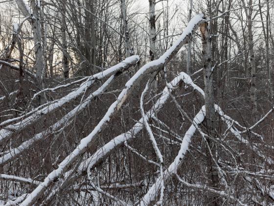 Tr&aelig;r dekket av sn&oslash; har blitt knekt omtrent p&aring; midten. 