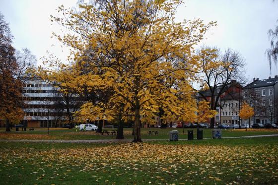 Bilde av tre med l&oslash;v p&aring; bakken i Sofienbergparken
