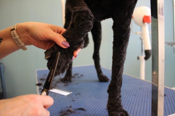 pote som blir klippet av hundefris&oslash;r