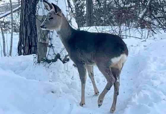 Bildet viser et r&aring;dyr ute i sn&oslash;en.