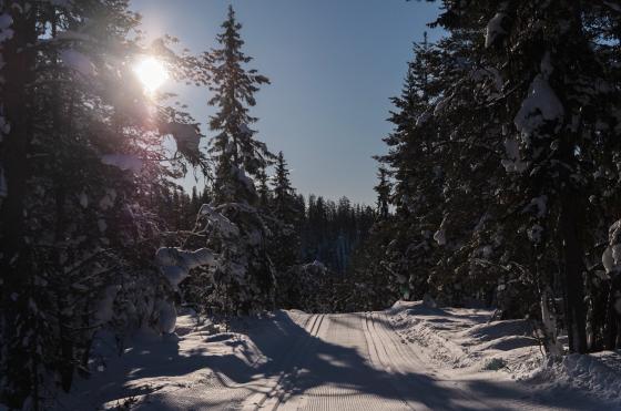 skil&oslash;yper i sol