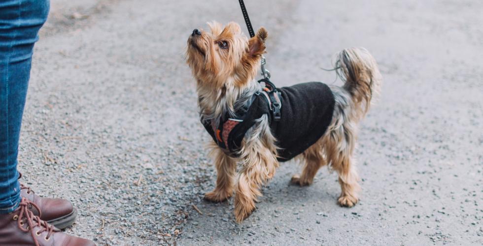 hund i b&aring;nd