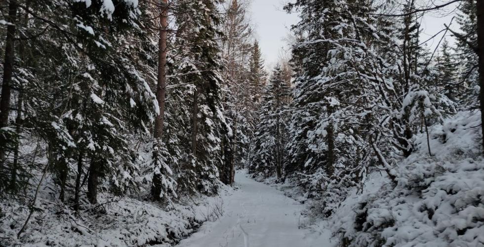 Dammydalen dekket i sn&oslash;