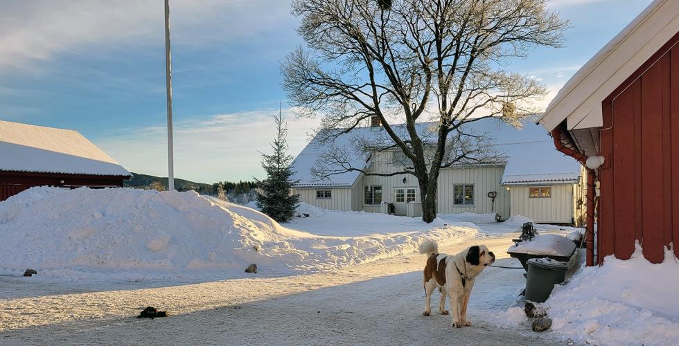 Landskapsbilde av tunet p&aring; Skjerven g&aring;rd i Maridalen, med v&aring;ningsbygg i bakgrunnen, og St. Bernhardshunden som er g&aring;rdshund i forgrunnen.