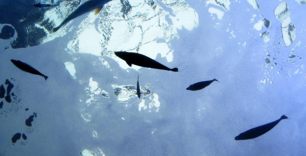 Fisk som sv&oslash;mmer i bl&aring;tt vann