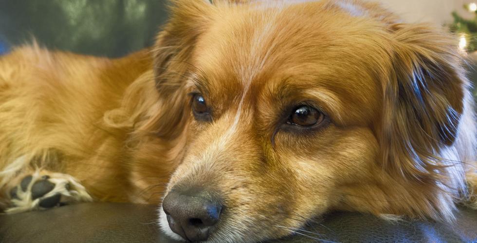 Bildet viser en hund som ligger p&aring; en sort skinnsofa.