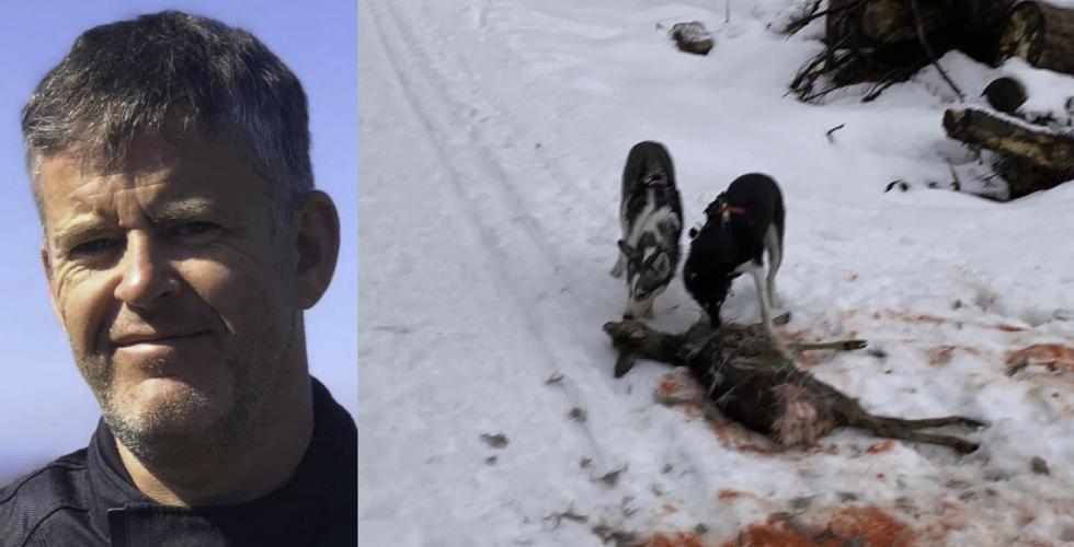 Steinar Berntsen til venstre, og to hunder som spiser p&aring; r&aring;dyr til h&oslash;yre.