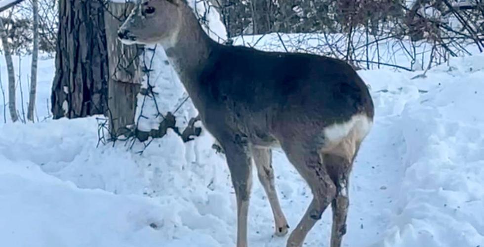 Bildet viser et r&aring;dyr ute i sn&oslash;en.