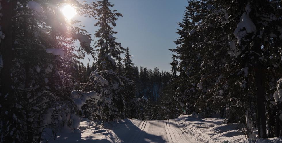 skil&oslash;yper i sol
